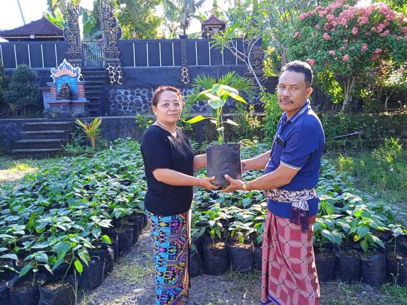 Perbekel Pulukan serahkan 10.000 Bibit Cabai dan  10.000 Bibit Terong kepada Ketua PKK dan Warga