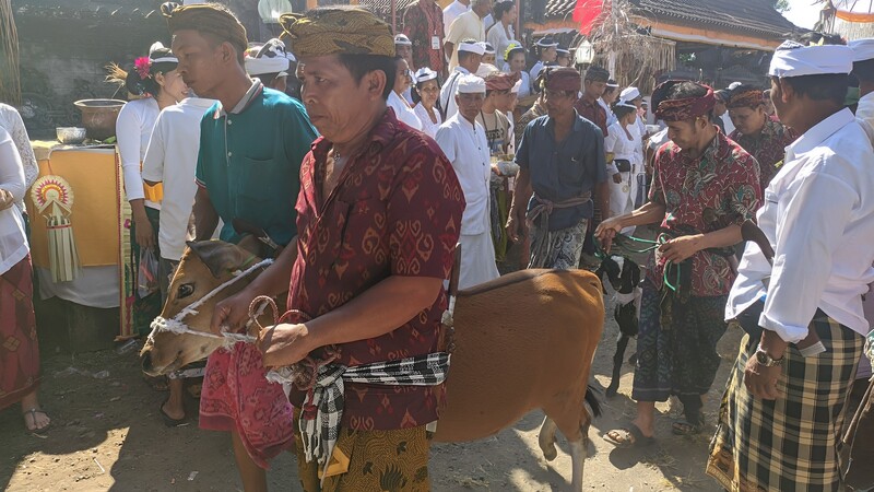 Perbekel Nyarengin Acara Mepepada Tawur Lan Nedunang Ida Bhetara Ring Pura Puseh Lan Desa